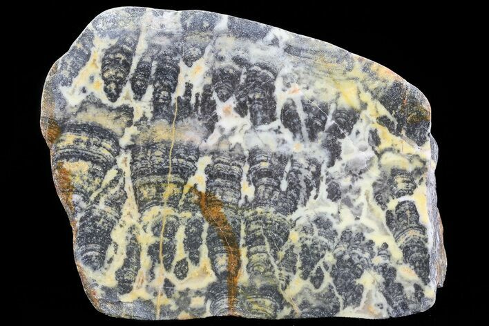 Columnar Stromatolite (Asperia) From Australia - Proterozoic #76188